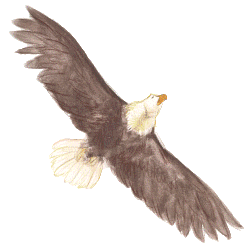 A majestic hawk